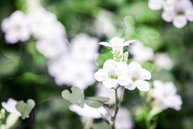 soyut çiçek background. renk filtreleri ile yapılmış çiçek