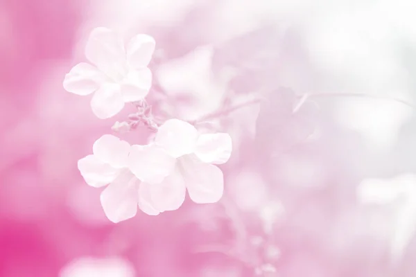Abstrakte Blume Hintergrund. Blumen mit Farbfiltern — Stockfoto