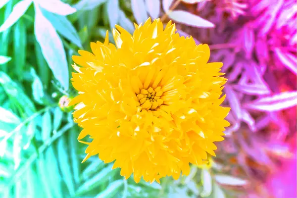 抽象的な花の背景。カラー フィルターで作られた花 — ストック写真