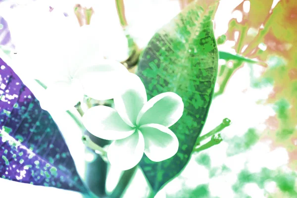 Fondo de flores abstracto. flores hechas con filtros de color — Foto de Stock