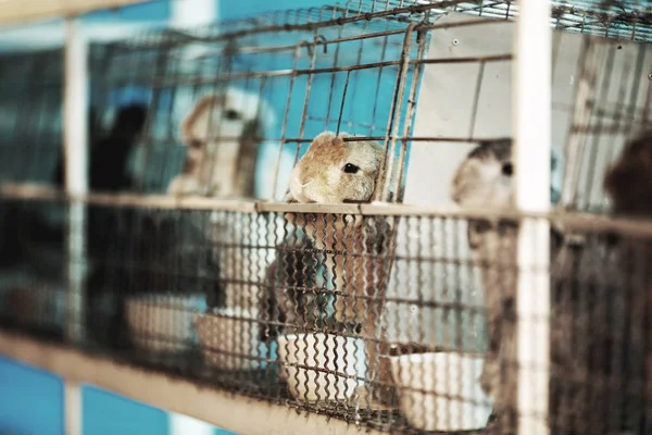 Triste conejo encarcelado detrás de una barra de metal . — Foto de Stock