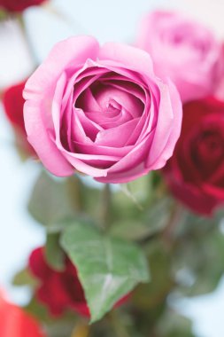 Sevgililer günü için kırmızı gül arka plan yaprakları ile pembe Gül.