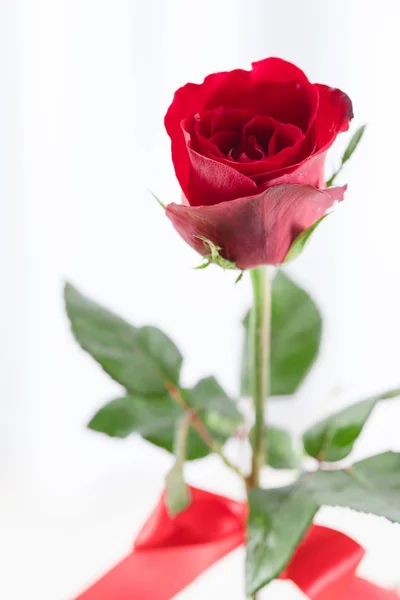 Rote Rosenblätter mit Kopierraum für den Valentinstag. — Stockfoto