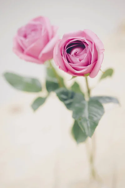 Zwei rosa Rosenblüten zum Valentinstag. — Stockfoto