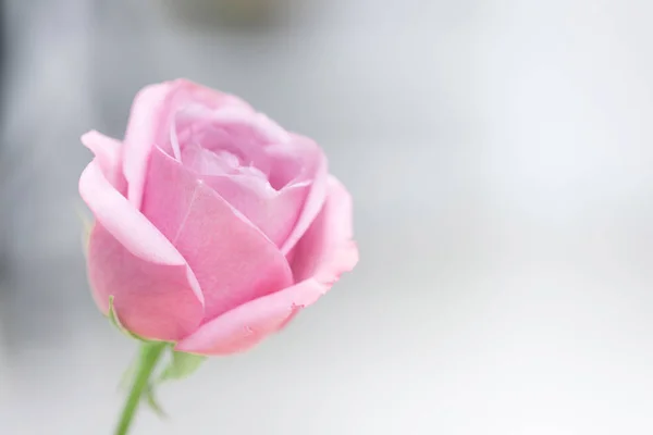 バレンタインの日のためにピンクのバラの花びらのクローズ アップ. — ストック写真