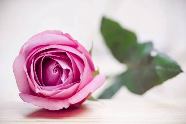 Primo piano dei petali di rosa per San Valentino . — Foto Stock