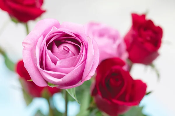 Pink Rose with red rose background petals for valentines day. — Stock Photo, Image