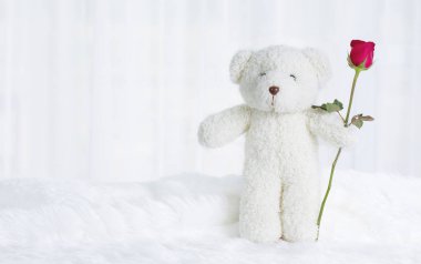 Ayı dall inanılmaz bir kırmızı gül tutuyor.