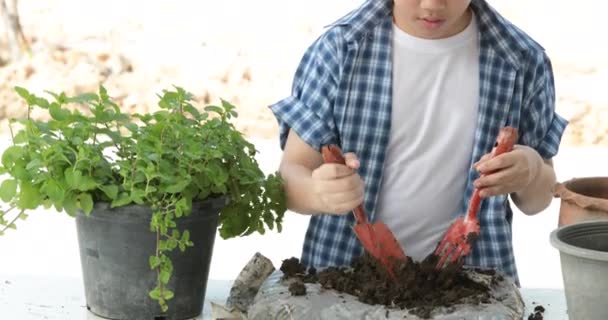 年轻的亚裔泰国男孩准备在花园里的小植物黑土壤 地球日概念 — 图库视频影像