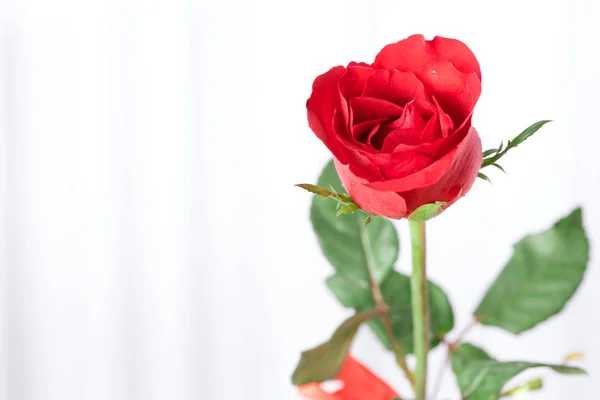 バレンタインの日のバラの花びら. — ストック写真