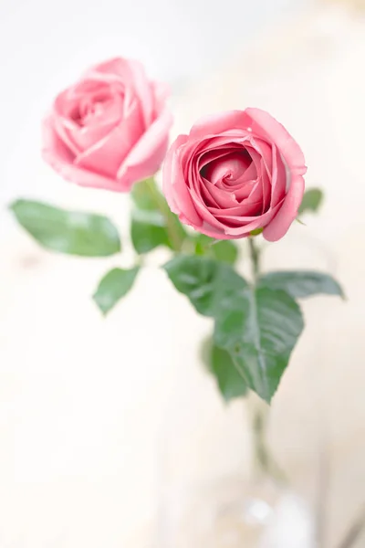 Pétalas de rosa para o dia dos namorados . — Fotografia de Stock