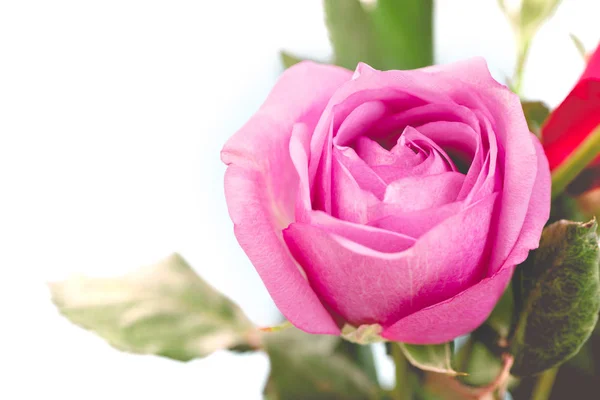 Rosenblätter zum Valentinstag. — Stockfoto