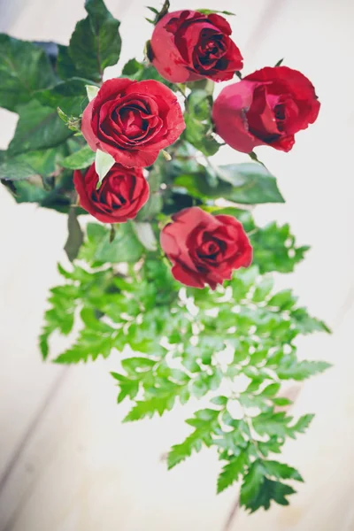 Red rose on wood background with copy space. — Stock Photo, Image