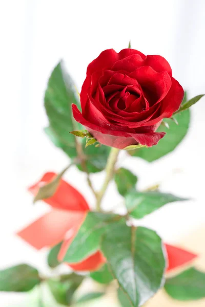 Rose petals for valentines day. — Stock Photo, Image