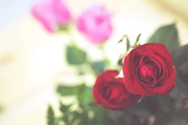 Rosenblätter zum Valentinstag. — Stockfoto