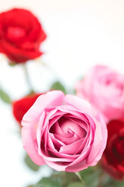 Petali di rosa per San Valentino . — Foto Stock