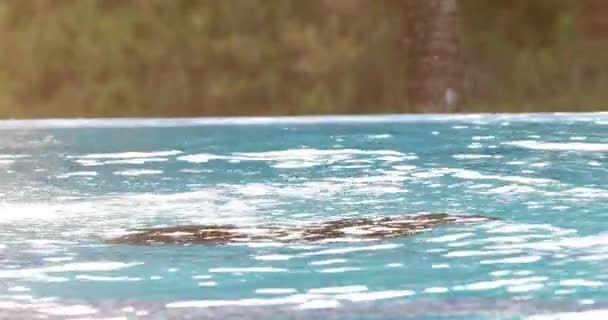 Asiatische Junge Schwimmen Ein Pool — Stockvideo