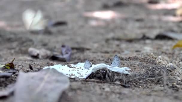 Mariposas Naturaleza Están Comiendo Alimentos Naturales Los Bosques Tropicales — Vídeos de Stock