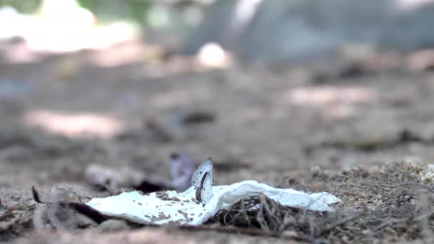 Schmetterlinge Der Natur Fressen Natürliche Nahrung Tropischen Wäldern — Stockvideo