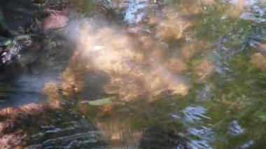 Tropikal ormandan akan su akıntısı. Tayland 'daki su akışının 4K video görüntüsü. Orman zemininde yapraklar ve videoda akan su.
