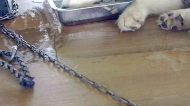 Köpek buz kovasında serinliyor, Köpek yaz buz kovası