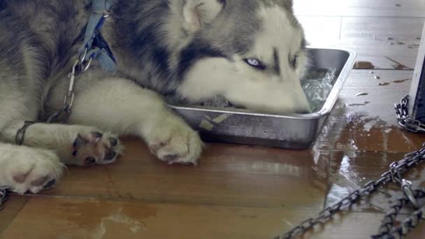 Hund Kühlt Kopf Eimer Mit Eis Hund Sommer Eiskübel — Stockvideo