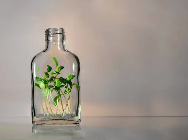 stock image One glass bottle with green plants spouts within on a pink and grey background with copy space. Ecology concept.