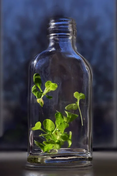 Una Botella Vidrio Con Hojas Verdes Jóvenes Vegetación Alféizar Ventana — Foto de Stock