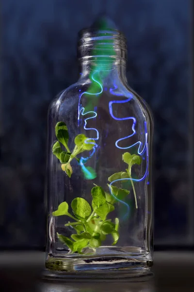 Una Botella Vidrio Con Hojas Verdes Jóvenes Vegetación Alféizar Ventana — Foto de Stock