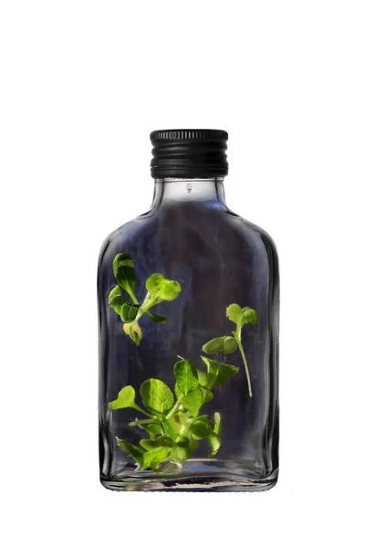 Стеклянная Черная Бутылка Черной Банкой Зелеными Молодыми Листьями Растений Изолированными — стоковое фото
