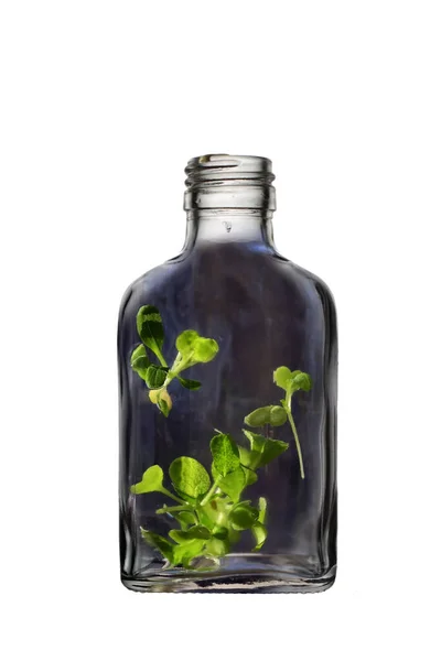 Una Bottiglia Vetro Nero Aperto Con Giovani Foglie Verdi Piante — Foto Stock