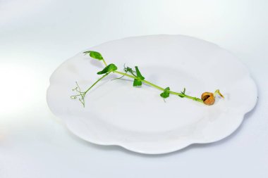 Bir taze nohut yeşili taze vitamin tohumu beyaz bir tabakta hafif bir arka planda küçük bir porsiyon çiğ diyet