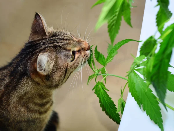 Gatto Domestico Che Mangia Annusa Foglie Fresche Cannabis Ruderalis Davanzale — Foto Stock