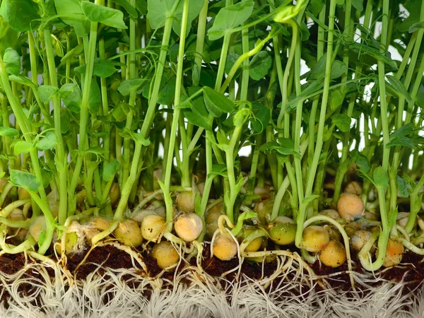 Plántulas Garbanzos Frescos Micro Vegetación Con Raíces Blancas —  Fotos de Stock