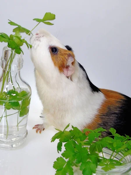 Uma Cobaia Tricolorida Branca Marrom Preta Com Saborosas Folhas Salsa — Fotografia de Stock