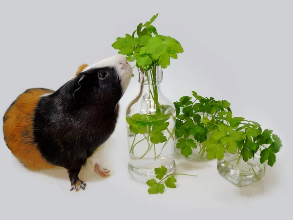 一只三色 棕色和黑色 的豚鼠在小玻璃瓶里放着鲜绿色的欧芹叶子 — 图库照片
