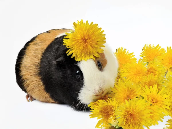 A tricolored guinea pig black brown and yellow is surrounded by yellow dandelions