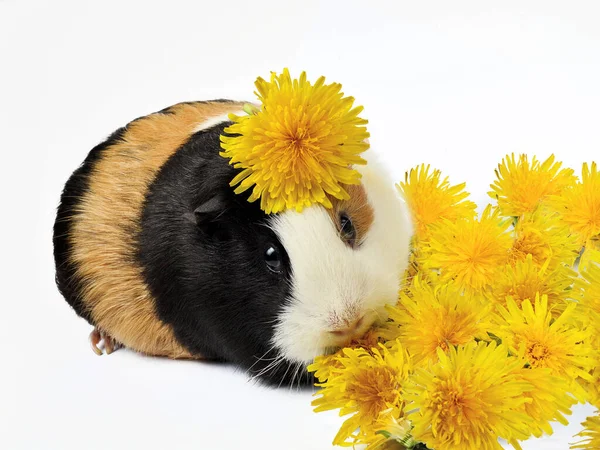 Una Cavia Tricolore Marrone Giallo Nero Circondata Denti Leone Gialli — Foto Stock