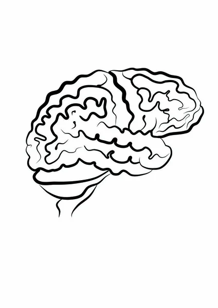 Bild Des Menschlichen Gehirns Seitenansicht — Stockfoto