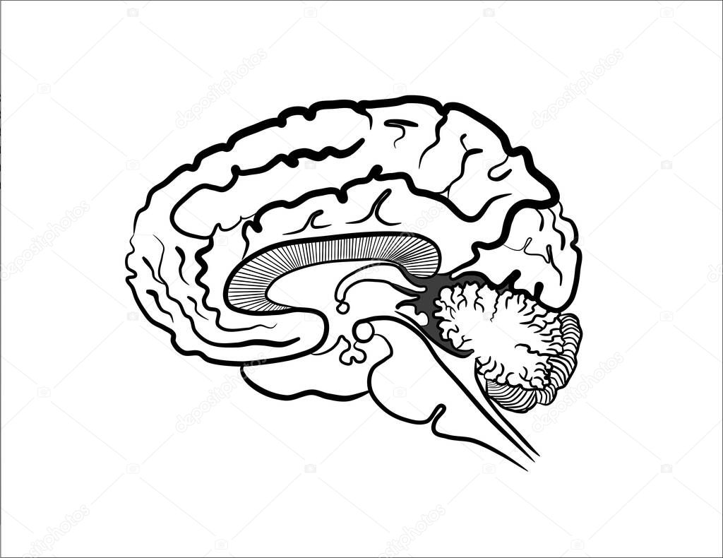 Human brain ongitudinal section side view