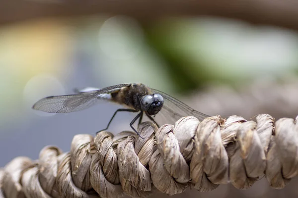 Primo Piano Una Libellula Una Treccia Intrecciata — Foto Stock