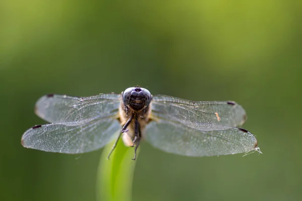 Primo Piano Una Libellula Filo Erba — Foto Stock