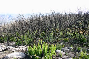 Bir orman yangınından sonra Portekiz 'deki manzara, ormanlar ve ağaçlar