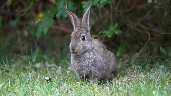 Çimlerin Üzerinde Vahşi Bir Tavşan Manzarası — Stok fotoğraf