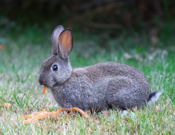 Yiyecek Olarak Havuç Kabuğu Kabuklu Gras Üzerinde Vahşi Bir Tavşan — Stok fotoğraf