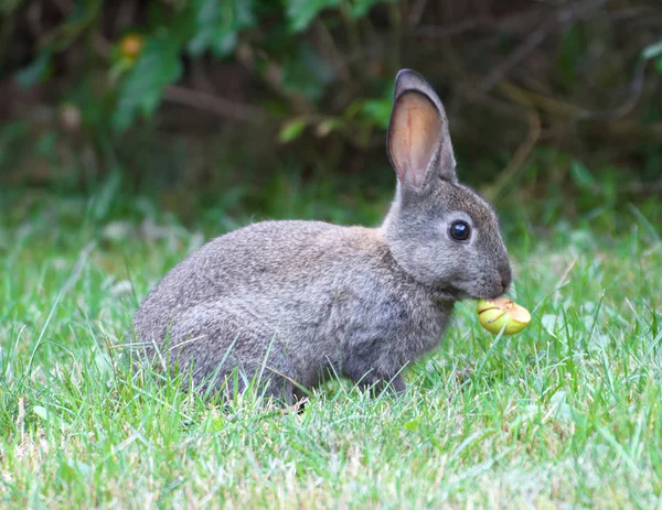 Yem Olarak Elmalı Yabani Bir Tavşanın Manzarası — Stok fotoğraf