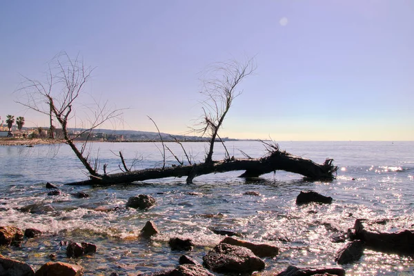 Uitzicht Oceaan Lazio Italië Met Stenen Een Oude Boomstam Voorgrond — Stockfoto