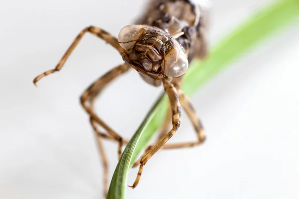 Close Shell Dragonfly Larva — Stock Photo, Image