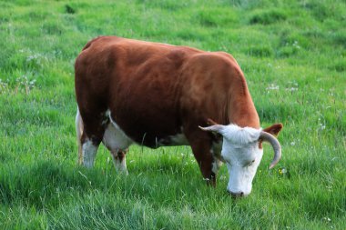 Otlakta otlayan güzel bir inek