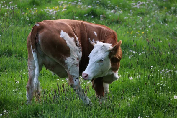 Красива Корова Пасеться Пасовищі — стокове фото